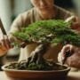 learn bonsai with experts