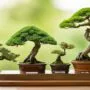 low maintenance bonsai tree options