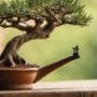 mastering miniature tree art