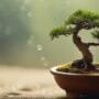 mineral rich water for bonsai