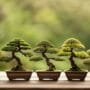 miniature tree art forms