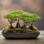 miniature trees in harmony