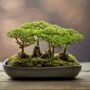 miniature trees in harmony