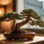 miniature trees in indoors