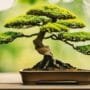 mistakes to avoid bonsai