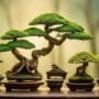 moss for bonsai trees