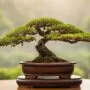 optimal humidity for bonsai