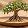 optimal soil for bonsai