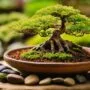 optimal soil for bonsai