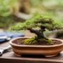 optimal soil for bonsai