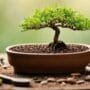 optimal soil for seedlings