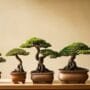 optimal tree for space