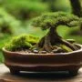 optimizing bonsai soil nutrition