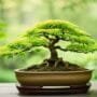 optimizing bonsai tree growth
