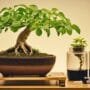 optimizing hydroponic bonsai care