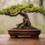overcoming bonsai growth obstacles