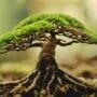 preventing bonsai tree death