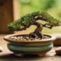 preventing bonsai tree lean