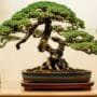 preventing tree infections naturally
