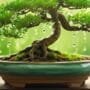 preventing waterlogged soil damage