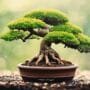 proper drainage for bonsai