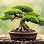 proper drainage for bonsai