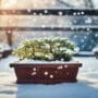 protecting delicate winter roots