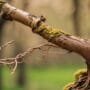 protecting tiny tree branches