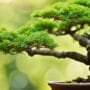 pruning for tree health