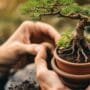 pruning indoor bonsai roots