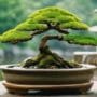 pure water for bonsai