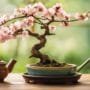 refresh bonsai for spring