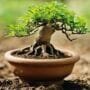 reviving bonsai tree roots