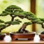 selecting ideal bonsai gifts