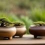 selecting ideal bonsai pots