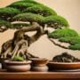selecting ideal ficus containers