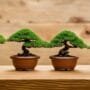selecting low maintenance bonsai species
