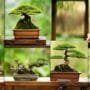 selecting tools for bonsai