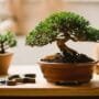 start your bonsai journey