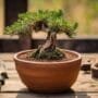 starting your bonsai journey
