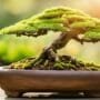 summer bonsai repotting tips
