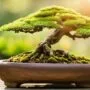 summer bonsai repotting tips