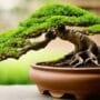time to repot bonsai