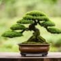 traditional japanese bonsai style