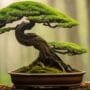 unifying artistic tree forms
