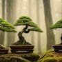unique bonsai tree designs