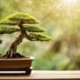 varieties of bonsai trees
