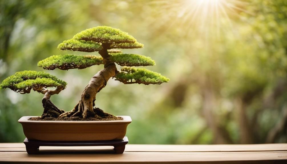 varieties of bonsai trees